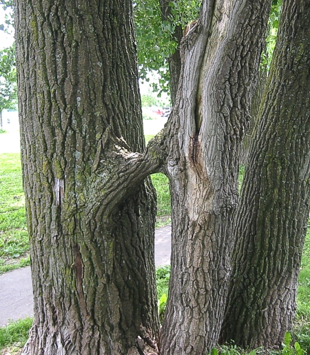 ilsserontvaincus_arbre 01