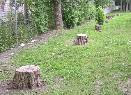 ilsserontvaincus_arbre 02